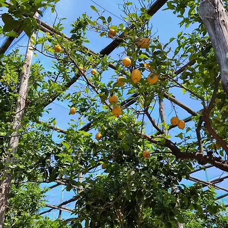 J'adore דירה סורנטו